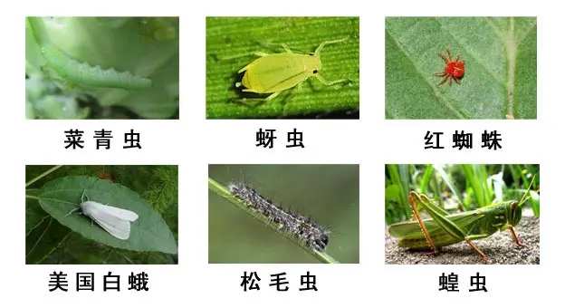 昆虫防治1